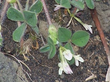 Trifoglio dal fiore irregolare - T. subterraneum